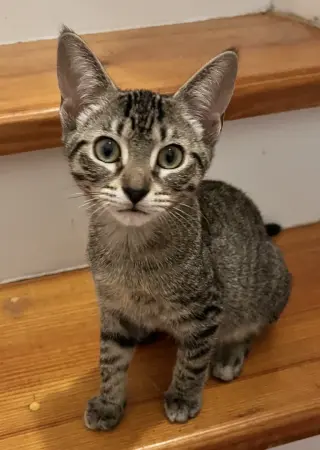 Flint
