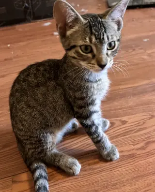 Flint