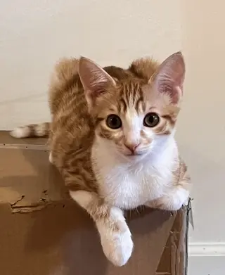 Copper