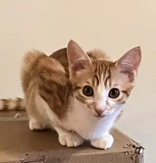 Copper