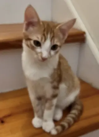 Copper
