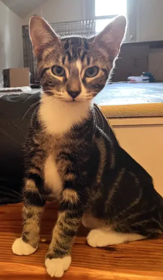 Ozzy