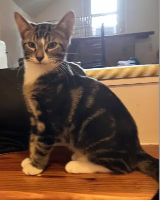 Ozzy