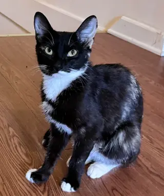 Onyx
