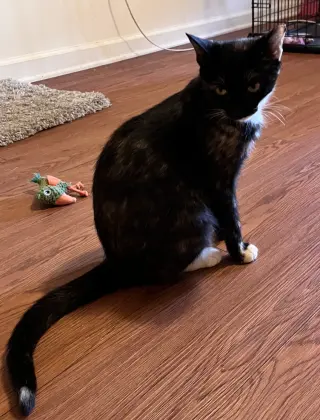 Onyx