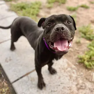 Pete