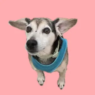 Finley