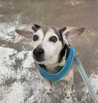 Finley