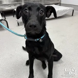 Remi