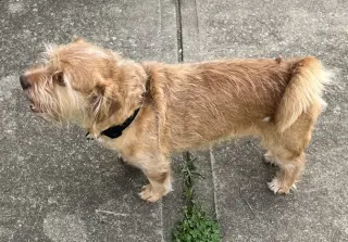 Tater Tot