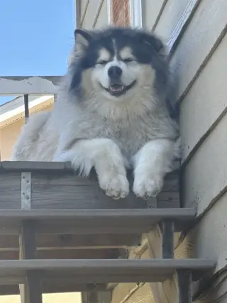 Sitka