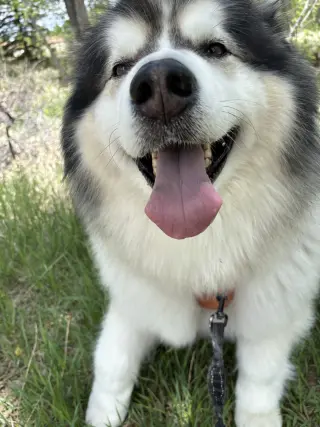 Sitka