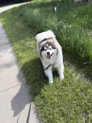 Sitka