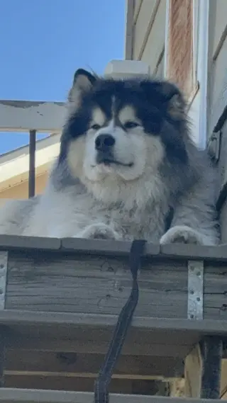 Sitka