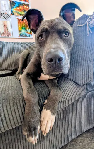 Bruce