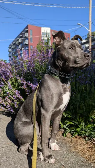 Bruce