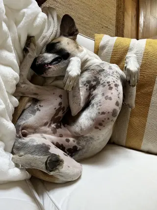 Bertie