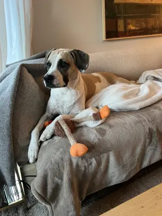 Bertie
