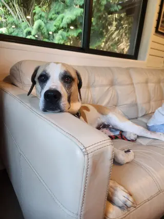 Bertie