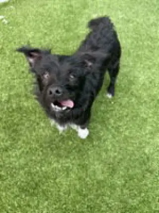 Mazzie