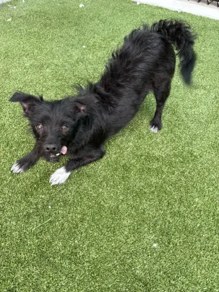 Mazzie
