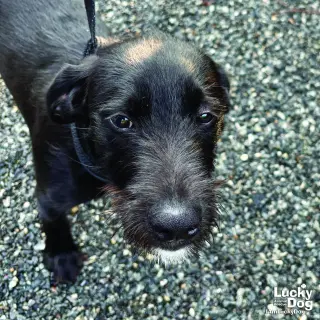 Clyde