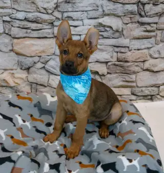 Malachi