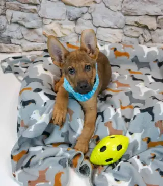 Malachi
