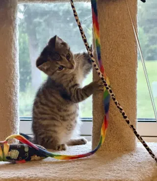 Sangria (foster cat)