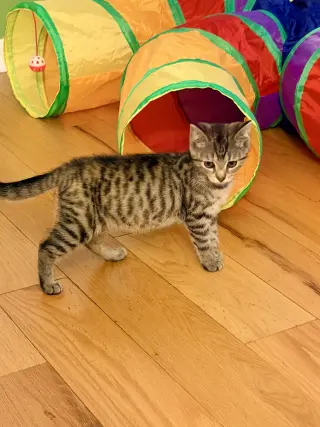 Sangria (foster cat)