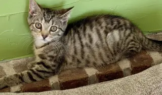 Sangria (foster cat)