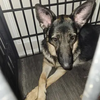 Nyla III (New Digs)