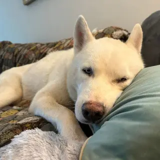 Shorty (New Digs)