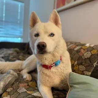 Shorty (New Digs)