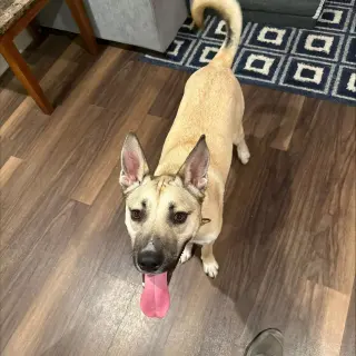 Kylo III (New Digs)