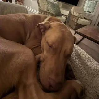 Rudy III (New Digs)