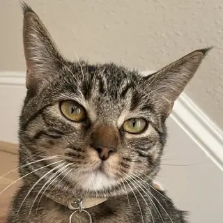 Cleo III (New Digs)