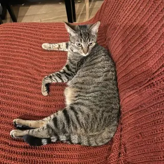 Cleo III (New Digs)
