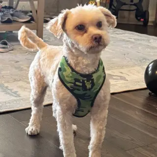 Teddy VII (New Digs)