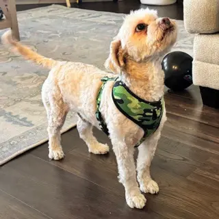 Teddy VII (New Digs)