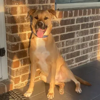Sergeant (New Digs)