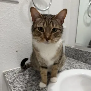 Mittens II (New Digs)