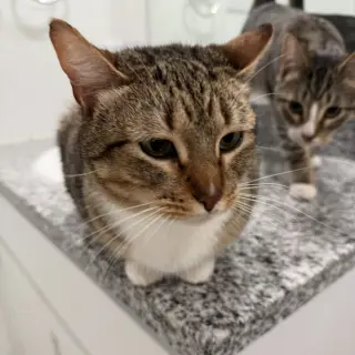 Mittens II (New Digs)