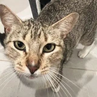 Mittens II (New Digs)