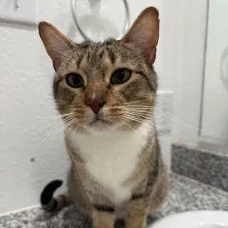 Mittens II (New Digs)