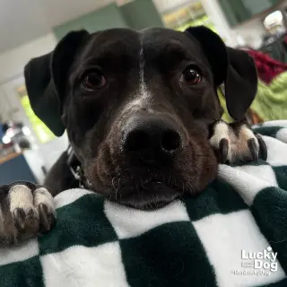 Holly
