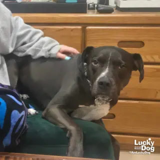 Holly