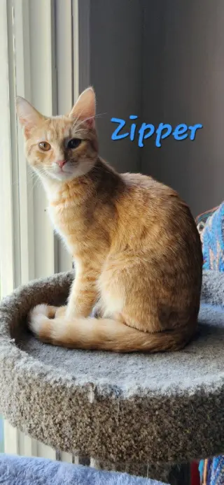 Zipper