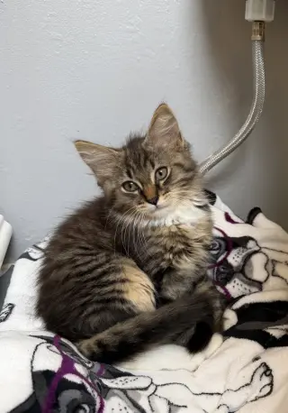 Ruger