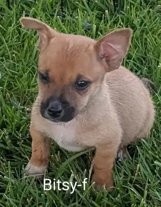 Bitsy